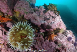 All the Monterey food groups: crab, starfish, anemone and... by Morgan Ashton 